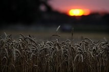 Russia bans grain exports due to drought